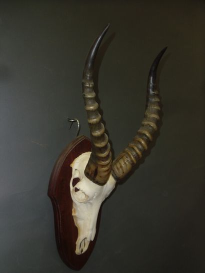 Blesbok (Damaliscus pygargus) (CH) : massacre...