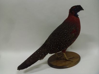 Tragopan satyre (Tragopan satyra) (III/C)...