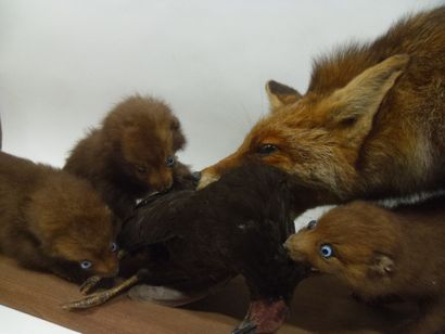 Renard roux (Vulpes vulpes) (CH) : adulte...