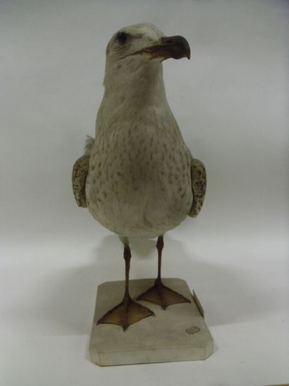 Goéland marin (Larus marinus) (CE) : spécimen...
