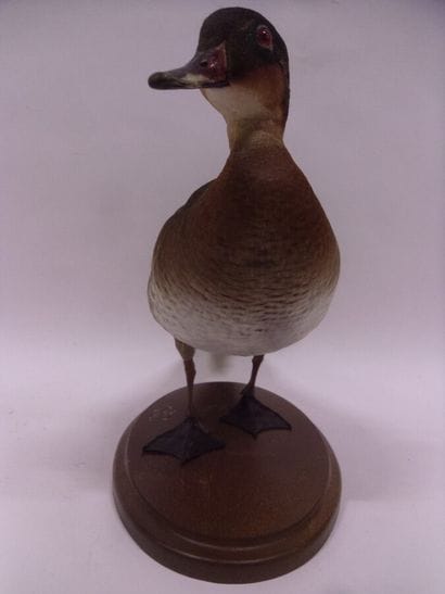 Canard carolin (Aix sponsa) (D) X Sarcelle...