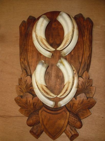Phacochère d'Afrique (Phacochoerus aethiopicus)...