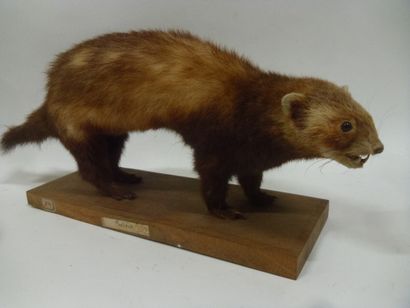 Putois d'Europe (Mustela putorius) (CH) :...