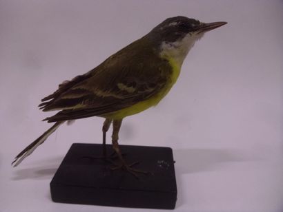 Bergeronnette printanière (Motacilla flava)...