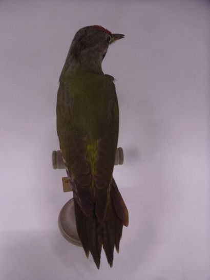 Pic cendré (Picus canus) (CE) : spécimen...