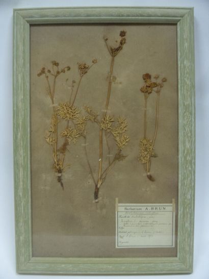 Un cadre vitré contenant une planche d'herbier...