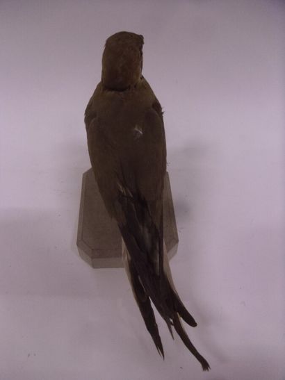 Glaréole à collier (Glareola pratincola)...