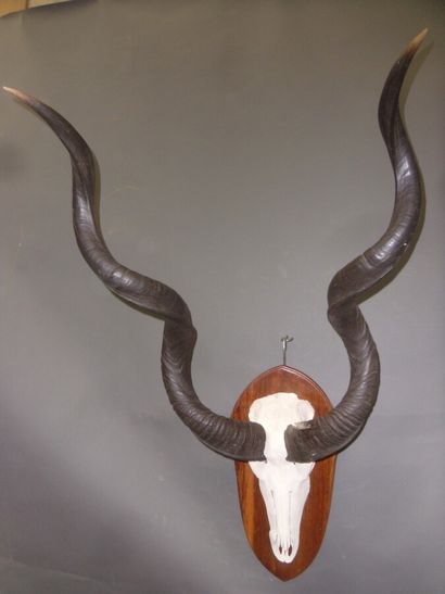 Grand koudou (Tragelaphus strepsiceros) (CH)...