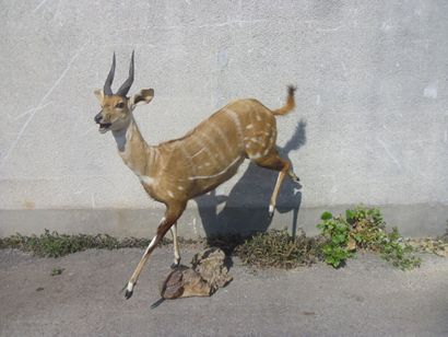 Guib harnaché (Tragelaphus scriptus) (CH)...