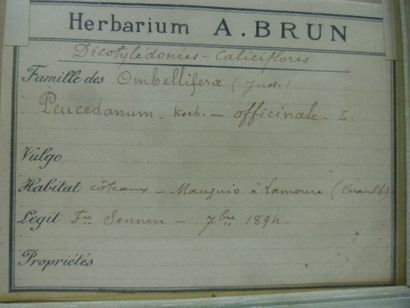 Un cadre vitré contenant une planche d'herbier...