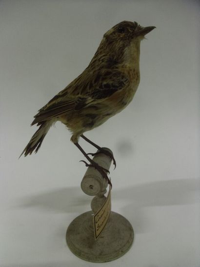 Tarier des prés (Saxicola rubetra) (CE) :...