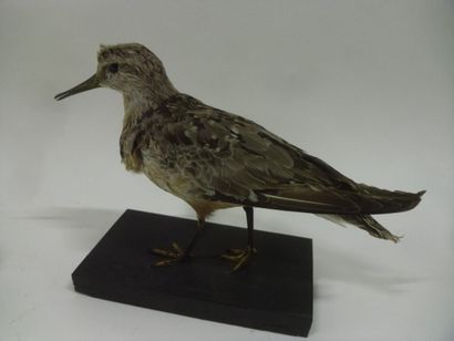 Bécasseau maubèche (Calidris canutus) (CH)...
