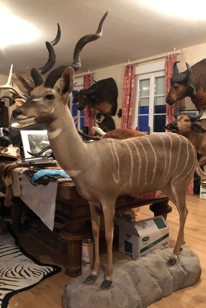 Petit koudou (Tragelaphus imberbis)(CH) :...