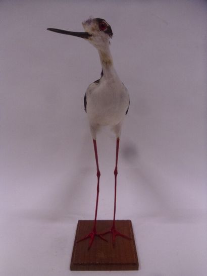 Echasse d'Amérique (Himantopus mexicanus)...