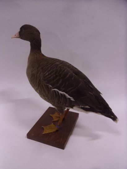 Oie naine (Anser erythropus) (CE) bagué :...