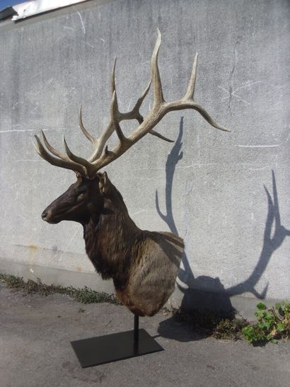 Wapiti (Cervus candensis) (CH) : tête naturalisée...