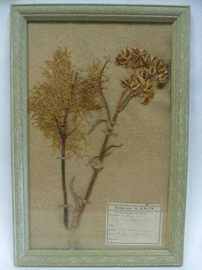 Un cadre vitré contenant une planche d'herbier...