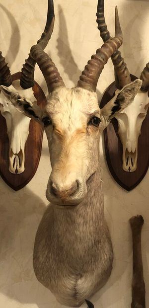 Blesbok (Damaliscus pygargus) (CH) : tête...