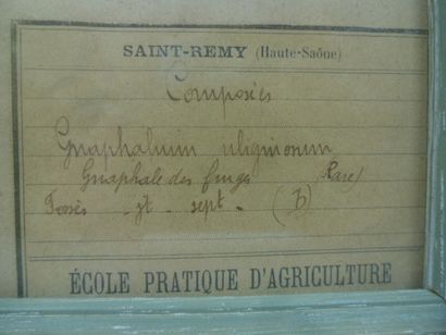 Un cadre vitré contenant une planche d'herbier...