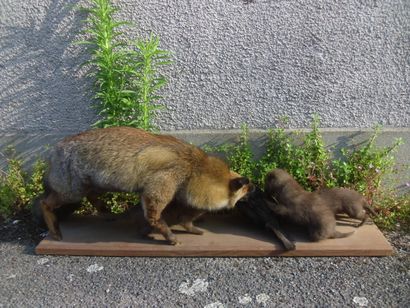 Renard roux (Vulpes vulpes) (CH) : adulte...