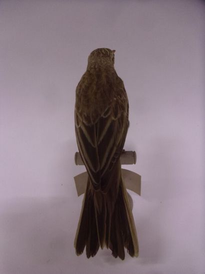 Pipit farlouse ou Pipit des prés (Anthus...