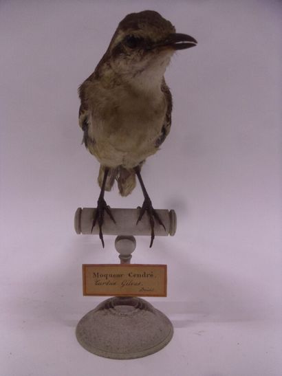 Moqueur plombé (Mimus saturninus modulator)...