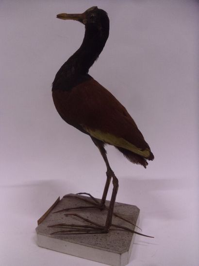 Jacana noir (Jacana jacana) (NR) : spécimen...