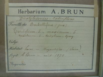 Un cadre vitré contenant une planche d'herbier...