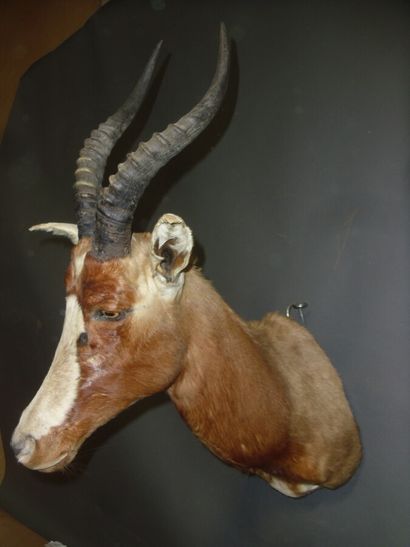 Blesbok (Damaliscus pygargus) (CH) : tête...