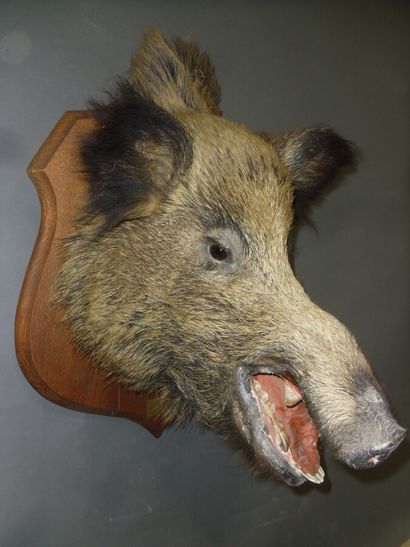 Sanglier d'Europe (Sus scrofa) (CH) : tête...