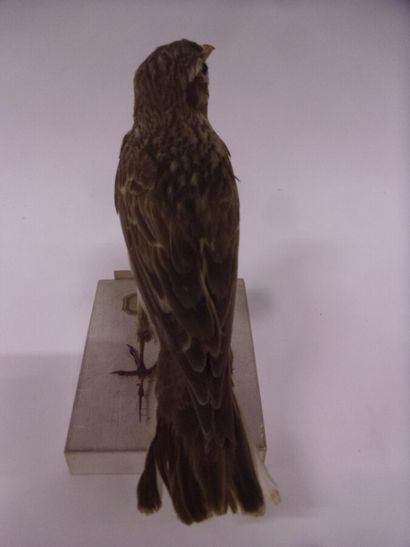 Alouette calandre (Melanocorypha calandra)...