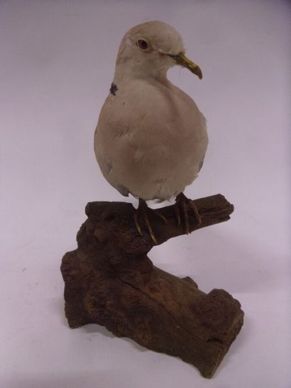 Tourterelle rieuse (Streptopelia roseogrisea)...