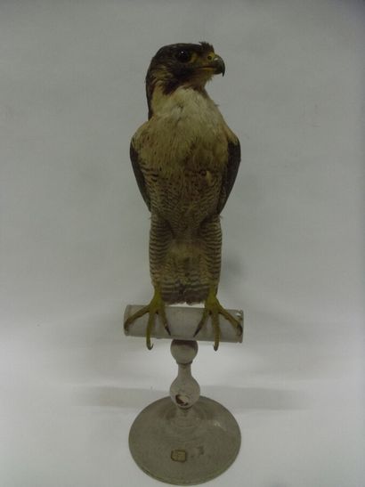 Faucon pèlerin (Falco peregrinus) (I/A-CE)...
