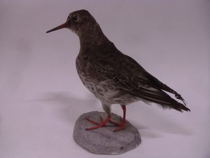 Bécasseau violet (Calidris maritima) (CE)...