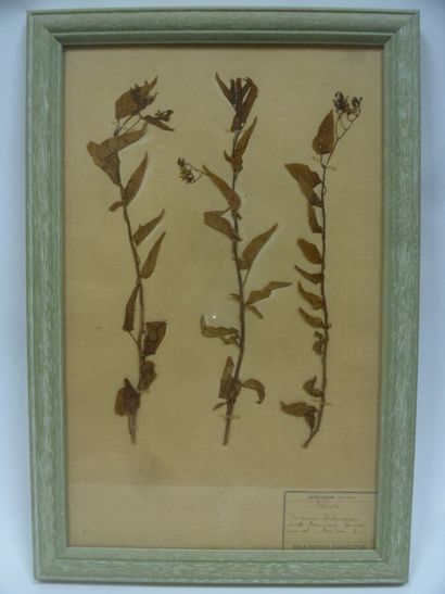 Un cadre vitré contenant une planche d'herbier...