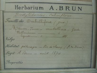 Un cadre vitré contenant une planche d'herbier...
