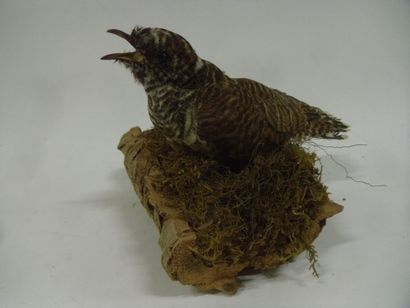 Coucou gris (Cuculus canorus) (CE) : spécimen...