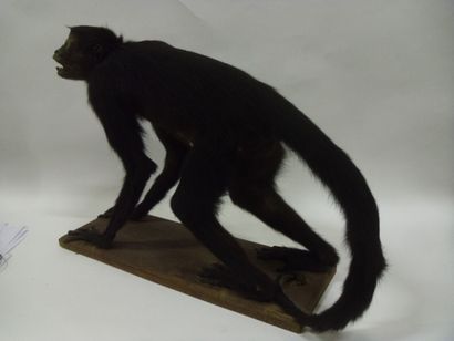 Primate spp (II/B) : spécimen naturalisé...