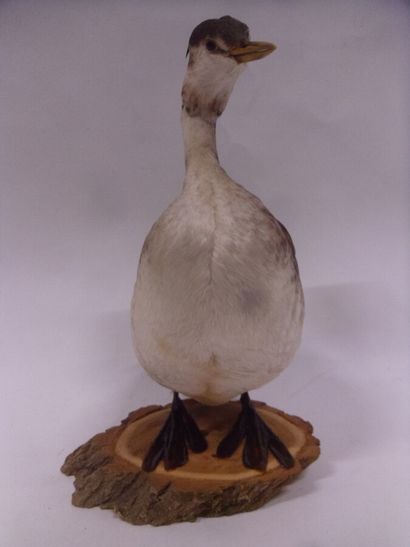 Grèbe huppée (Podiceps cristatus) (CH) :...