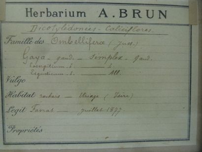 Un cadre vitré contenant une planche d'herbier...