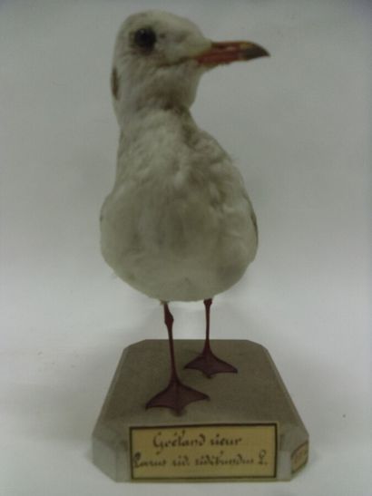 Mouette rieuse (Larus ridibundus) (CE) :...