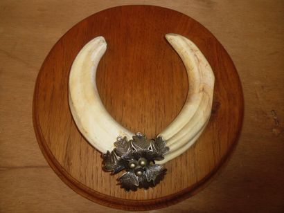 Phacochère d'Afrique (Phacochoerus aethiopicus)...