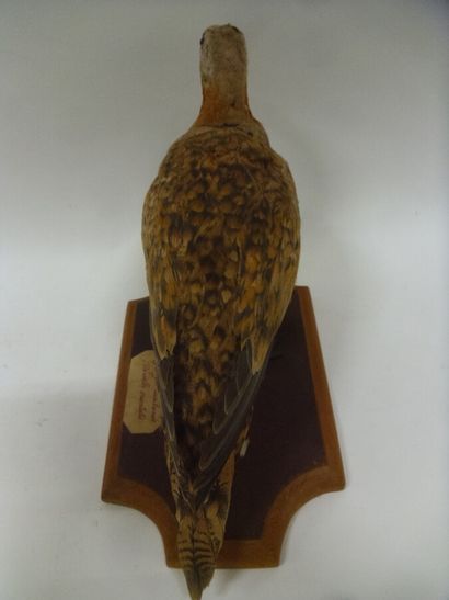 Ganga unibande (Pterocles orientalis) (CE)...