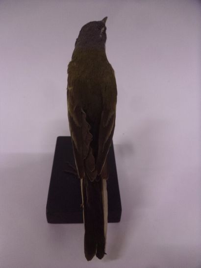 Bergeronnette printanière (Motacilla flava)...