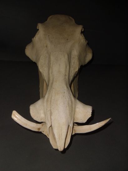 Phacochère d'Afrique (Phacochoerus aethiopicus)...