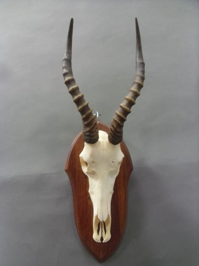Blesbok (Damaliscus pygargus) (CH) : massacre...