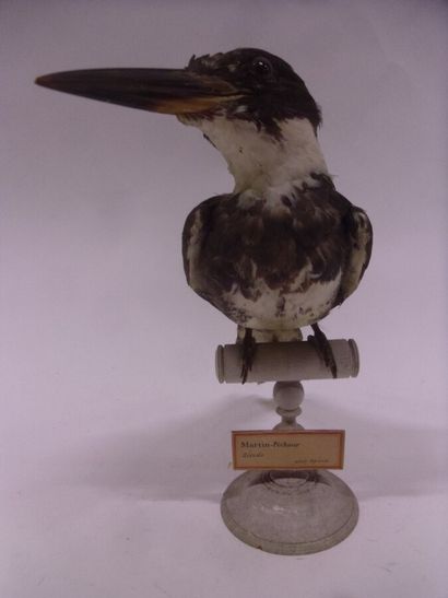 Martin-pêcheur d'Amérique (Megaceryle alcyon)...