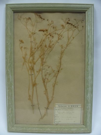 Un cadre vitré contenant une planche d'herbier...