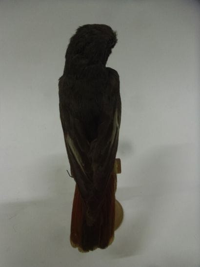 Rouge-queue noir (Phoenicurus ochruros) (CE)...