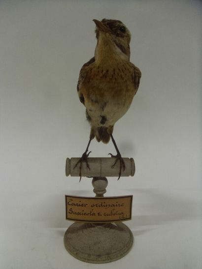 Tarier des prés (Saxicola rubetra) (CE) :...